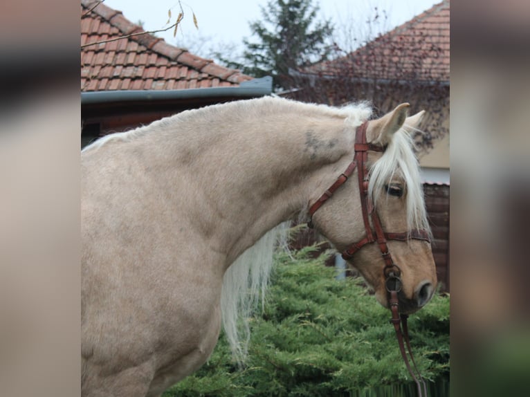 Weitere Kaltblüter Stute 8 Jahre 163 cm Palomino in B&#xE9;k&#xE9;s
