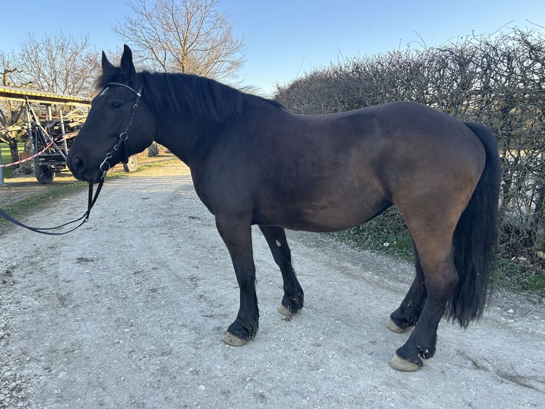 Weitere Kaltblüter Mix Stute 9 Jahre 154 cm Rappe in Westerheim