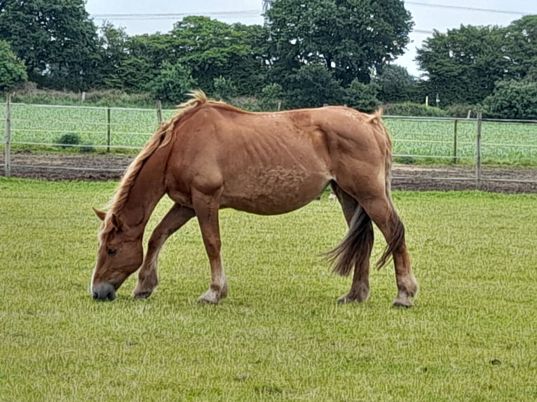 Weitere Kaltblüter Mix Stute 9 Jahre 167 cm Fuchs in Schuby