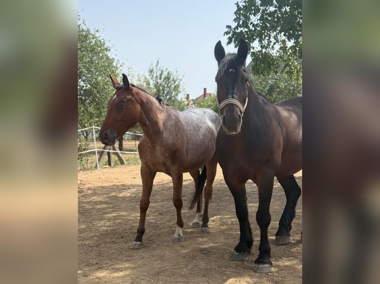 Weitere Kaltblüter Stute 9 Jahre 170 cm Dunkelbrauner in Rechnitz