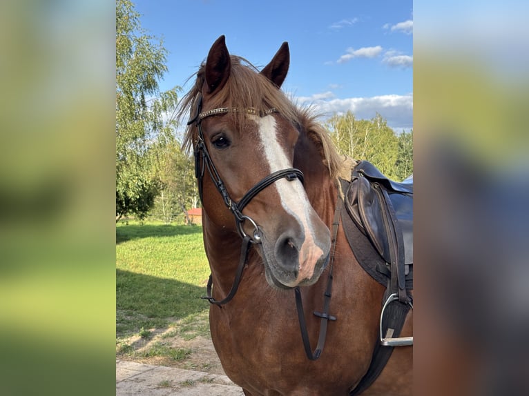 Weitere Kaltblüter Wallach 10 Jahre Dunkelfuchs in Trakai