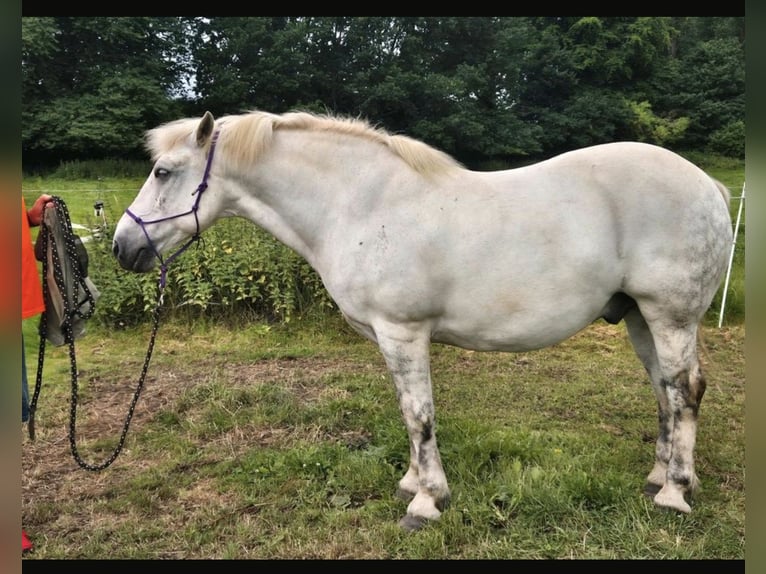 Weitere Kaltblüter Wallach 11 Jahre 154 cm Schimmel in Kasseedorf