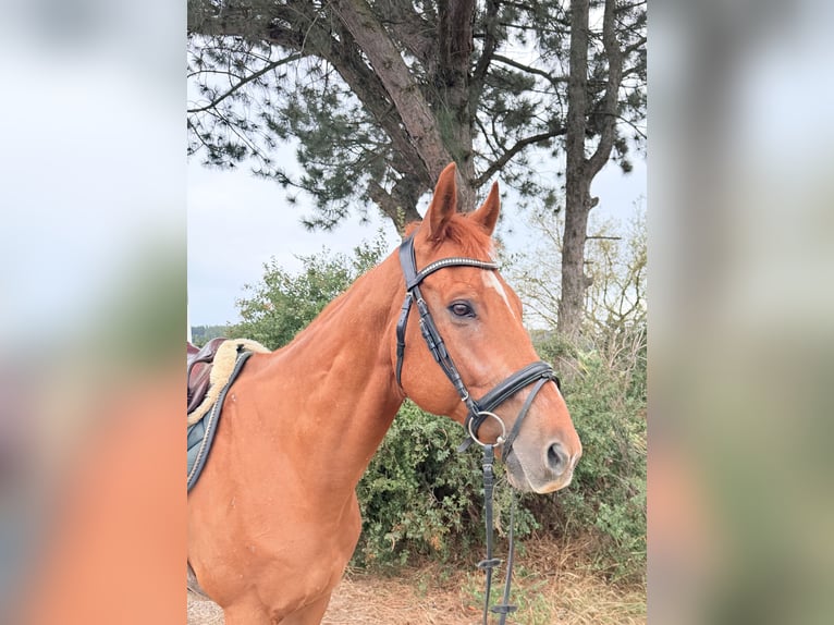 Weitere Kaltblüter Wallach 11 Jahre 160 cm Fuchs in Davidschlag