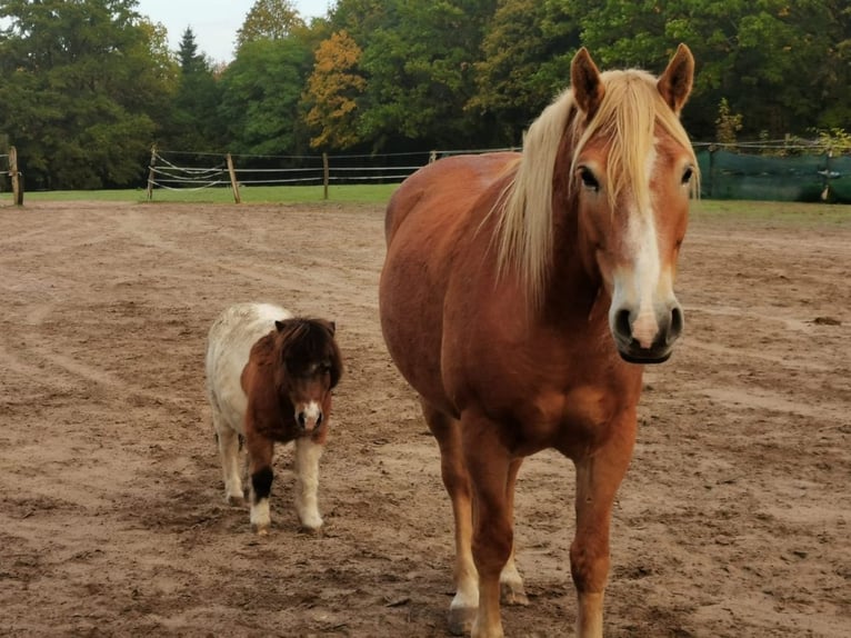 Weitere Kaltblüter Mix Wallach 11 Jahre 163 cm Fuchs in Liebenwalde