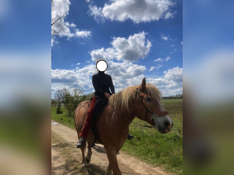 Weitere Kaltblüter Mix Wallach 12 Jahre 163 cm Fuchs in Liebenwalde