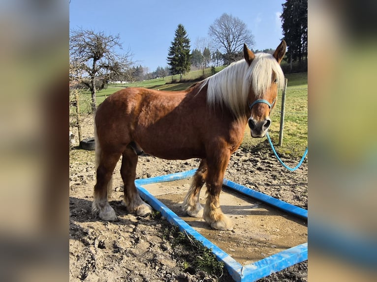 Weitere Kaltblüter Wallach 12 Jahre 163 cm Fuchs in Schmiedrued