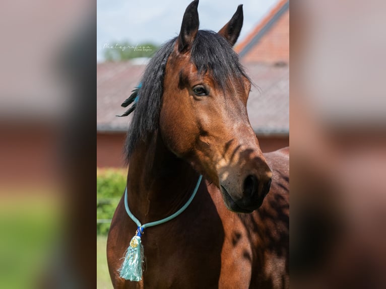 Weitere Kaltblüter Wallach 12 Jahre 164 cm Brauner in Emsdetten