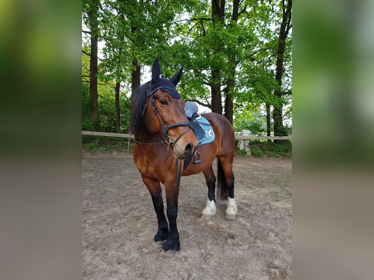 Weitere Kaltblüter Wallach 12 Jahre 164 cm Brauner in Emsdetten