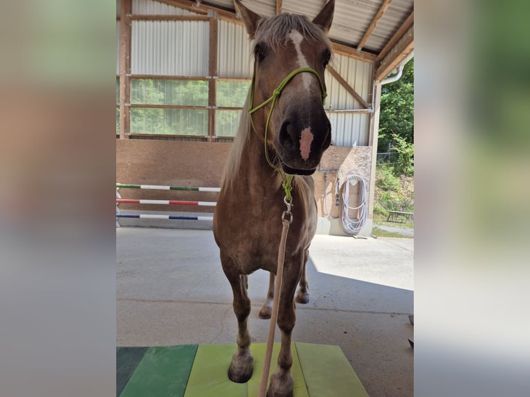 Weitere Kaltblüter Wallach 13 Jahre 155 cm Fuchs in Schwanfeld