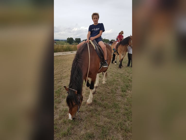 Weitere Kaltblüter Mix Wallach 13 Jahre 169 cm Schecke in Ranstadt