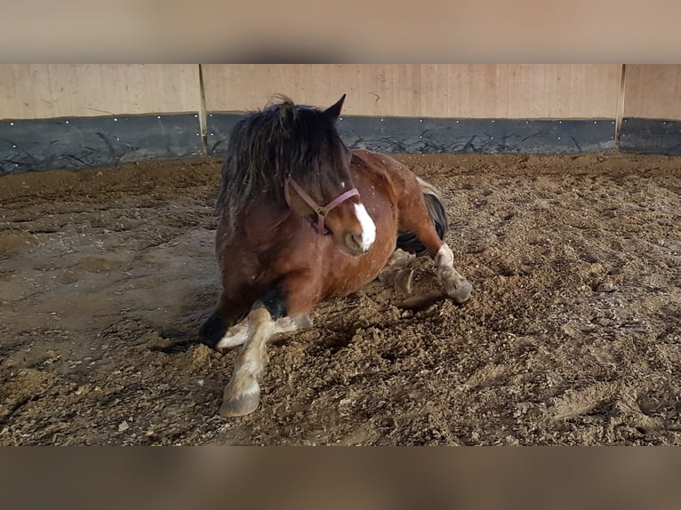Weitere Kaltblüter Mix Wallach 13 Jahre 169 cm Schecke in Ranstadt