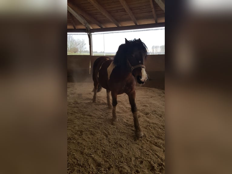 Weitere Kaltblüter Mix Wallach 13 Jahre 169 cm Schecke in Ranstadt