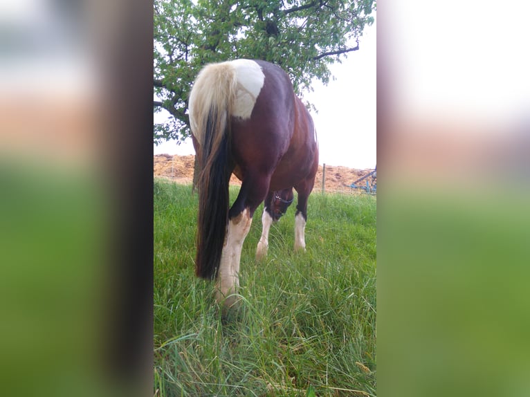 Weitere Kaltblüter Mix Wallach 13 Jahre 169 cm Schecke in Ranstadt