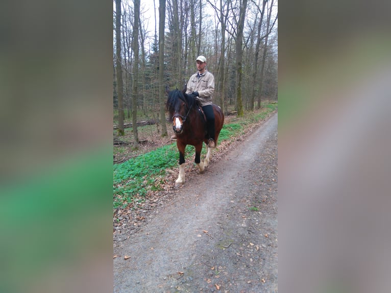 Weitere Kaltblüter Mix Wallach 13 Jahre 169 cm Schecke in Ranstadt