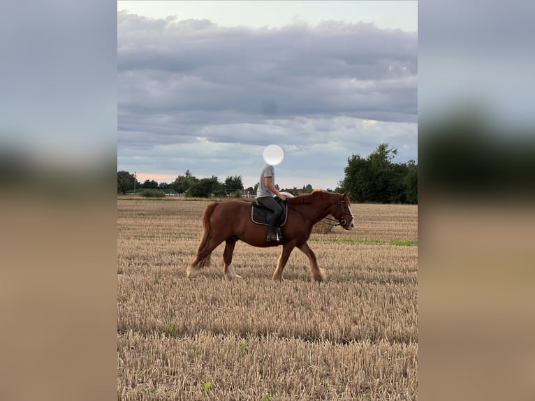 Weitere Kaltblüter Mix Wallach 14 Jahre 160 cm Fuchs in Falkenberg/Elster