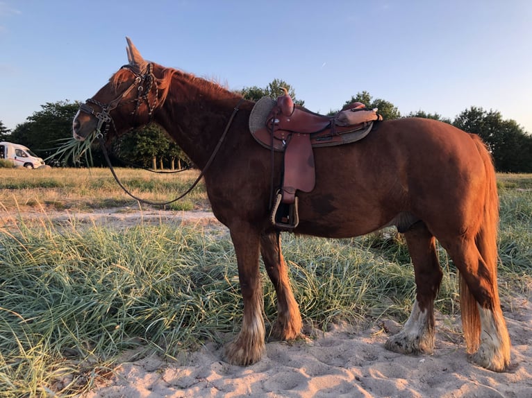 Weitere Kaltblüter Mix Wallach 14 Jahre 160 cm Fuchs in Falkenberg/Elster