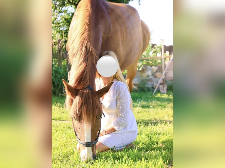 Weitere Kaltblüter Mix Wallach 14 Jahre 160 cm Fuchs in Falkenberg/Elster