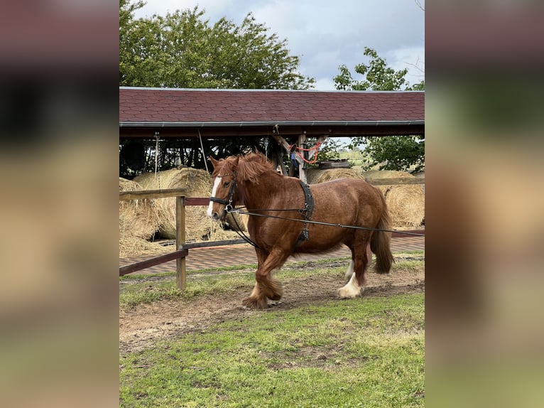 Weitere Kaltblüter Mix Wallach 14 Jahre 160 cm Fuchs in Falkenberg/Elster