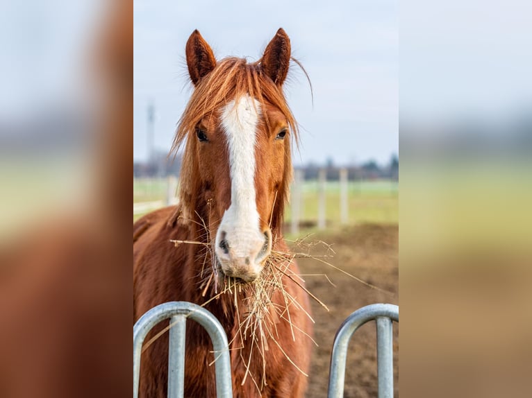 Weitere Kaltblüter Mix Wallach 14 Jahre 160 cm Fuchs in Falkenberg/Elster
