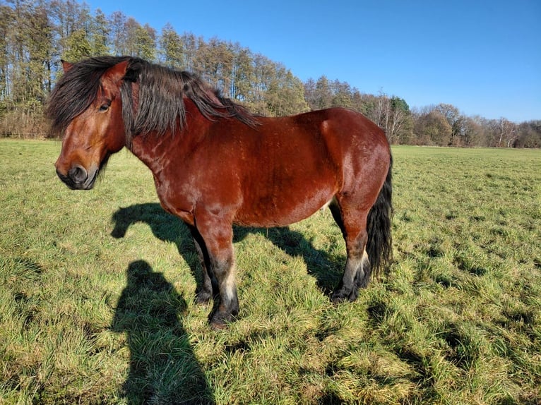 Weitere Kaltblüter Wallach 15 Jahre 160 cm Brauner in L&#xFC;bbenau