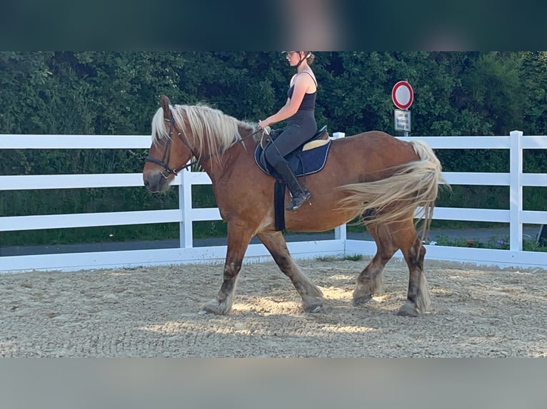 Weitere Kaltblüter Wallach 15 Jahre 165 cm Fuchs in Morsbach