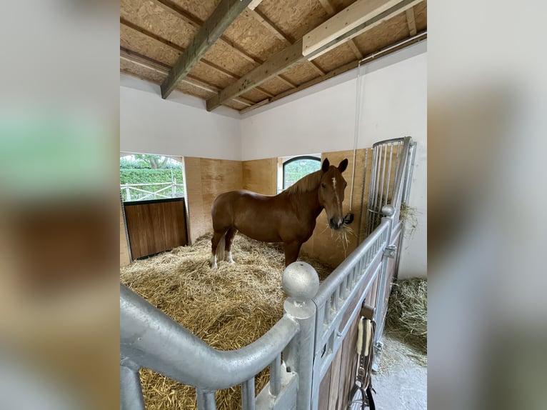 Weitere Kaltblüter Wallach 16 Jahre 166 cm Fuchs in Böklund