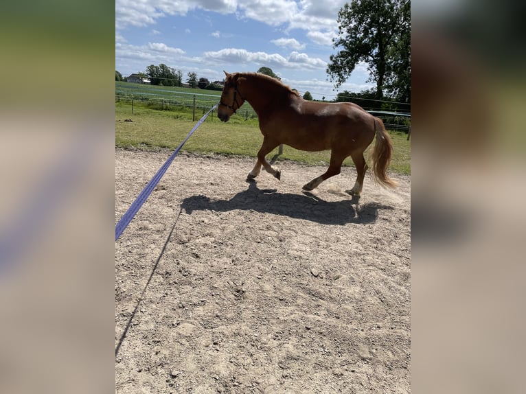 Weitere Kaltblüter Wallach 16 Jahre 166 cm Fuchs in Böklund