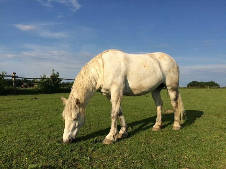 Weitere Kaltblüter Mix Wallach 18 Jahre 158 cm Fliegenschimmel in Reichertsheim