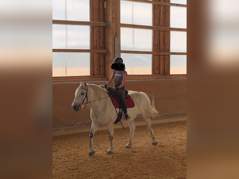 Weitere Kaltblüter Mix Wallach 18 Jahre 158 cm Fliegenschimmel in Reichertsheim