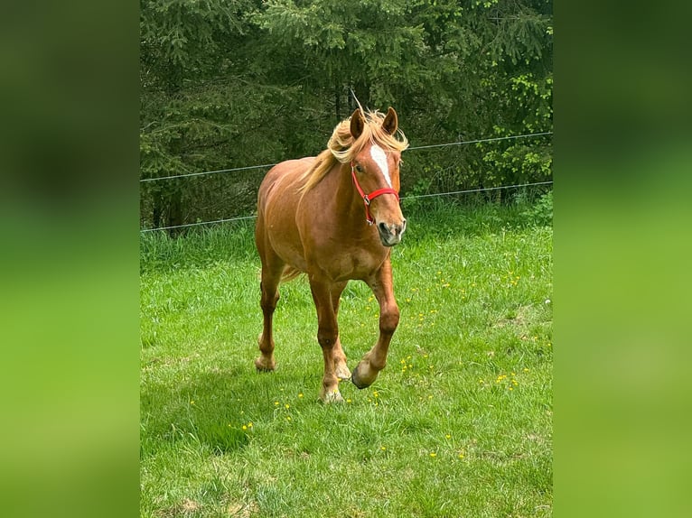 Weitere Kaltblüter Wallach 2 Jahre 156 cm Fuchs in Daleiden