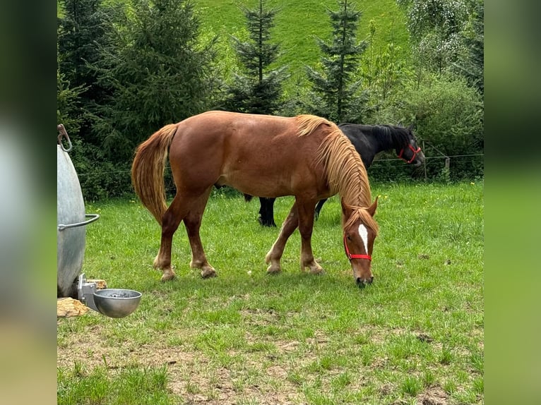 Weitere Kaltblüter Wallach 2 Jahre 156 cm Fuchs in Daleiden