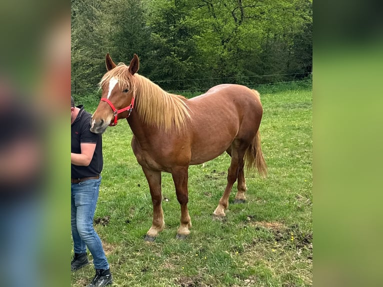 Weitere Kaltblüter Wallach 2 Jahre 156 cm Fuchs in Daleiden