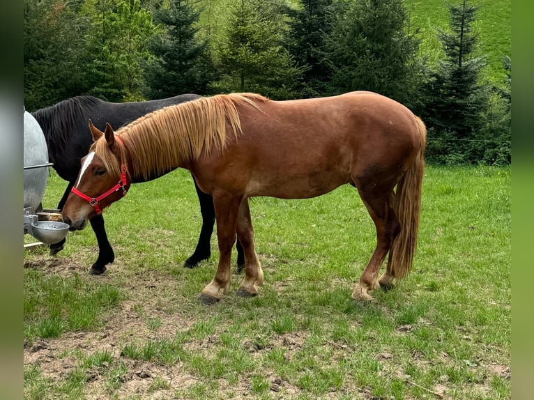 Weitere Kaltblüter Wallach 2 Jahre 156 cm Fuchs in Daleiden