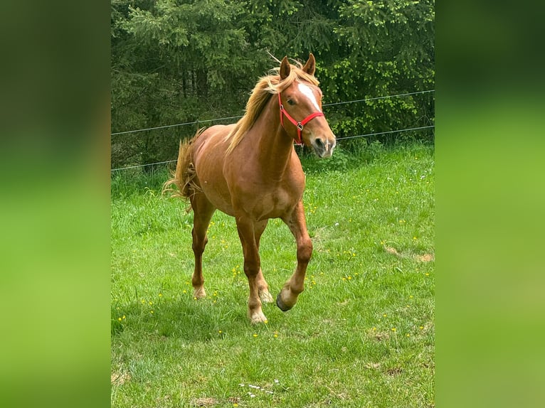 Weitere Kaltblüter Wallach 2 Jahre 156 cm Fuchs in Daleiden