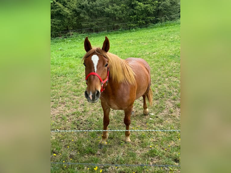 Weitere Kaltblüter Wallach 2 Jahre 156 cm Fuchs in Daleiden