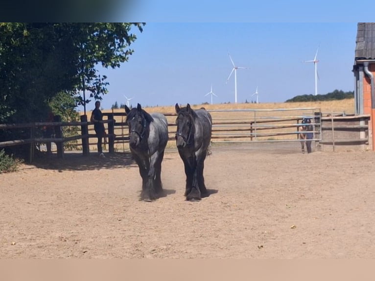 Weitere Kaltblüter Wallach 2 Jahre 163 cm  in Nettersheim