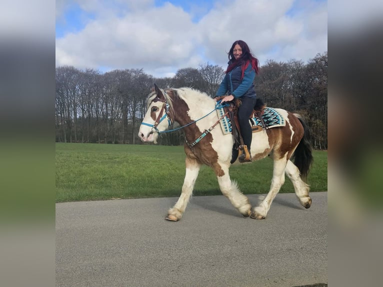 Weitere Kaltblüter Wallach 3 Jahre 154 cm Schecke in Linkenbach