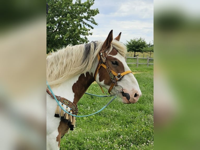 Weitere Kaltblüter Wallach 3 Jahre 154 cm Schecke in Linkenbach