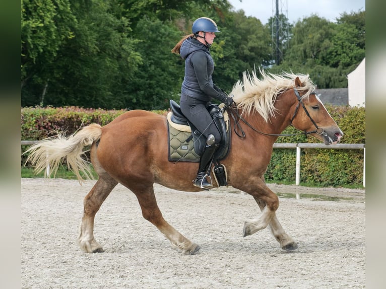Weitere Kaltblüter Wallach 3 Jahre 158 cm Fuchs in Neustadt (Wied)