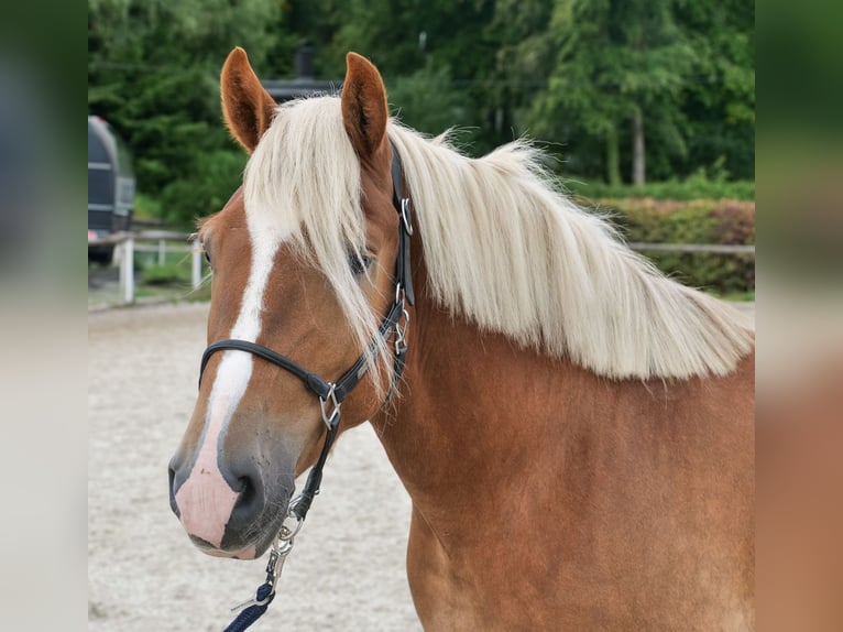 Weitere Kaltblüter Wallach 3 Jahre 158 cm Fuchs in Neustadt (Wied)