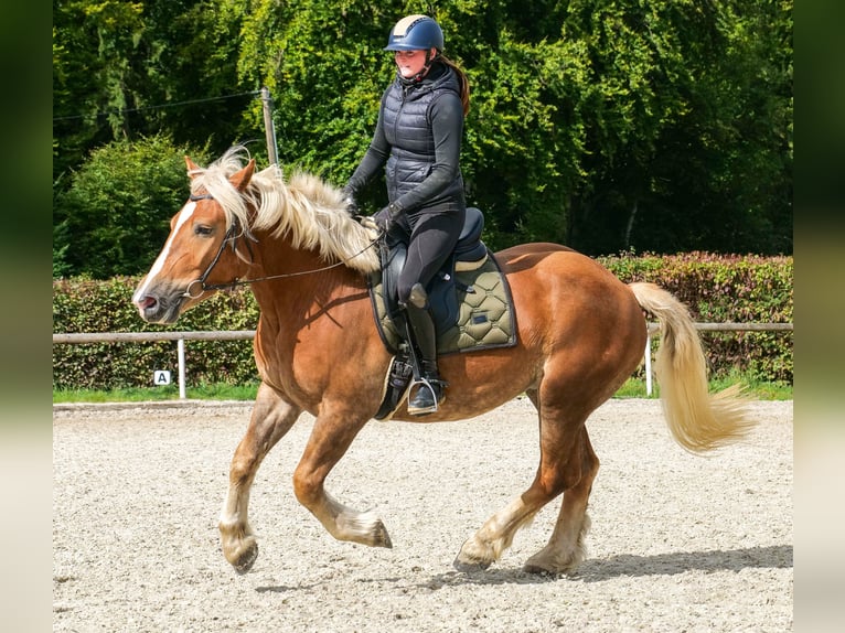 Weitere Kaltblüter Wallach 3 Jahre 158 cm Fuchs in Neustadt (Wied)