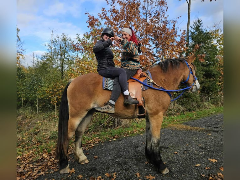 Weitere Kaltblüter Wallach 3 Jahre 168 cm Brauner in Linkenbach