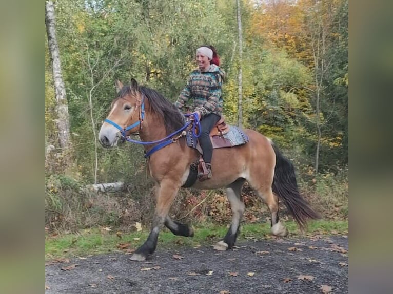 Weitere Kaltblüter Wallach 3 Jahre 168 cm Brauner in Linkenbach