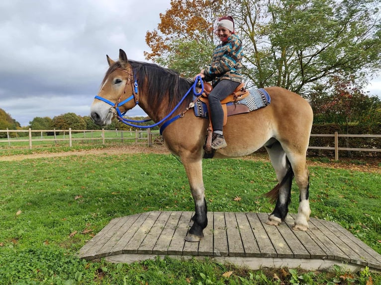 Weitere Kaltblüter Wallach 3 Jahre 168 cm Brauner in Linkenbach