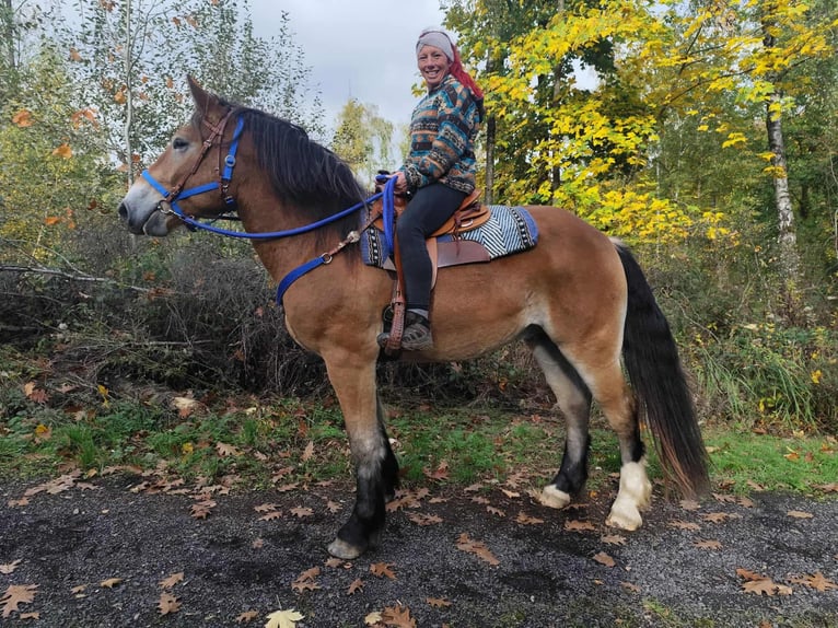 Weitere Kaltblüter Wallach 3 Jahre 168 cm Brauner in Linkenbach