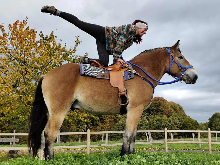 Weitere Kaltblüter Wallach 3 Jahre 168 cm Brauner in Linkenbach