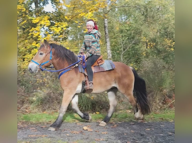 Weitere Kaltblüter Wallach 3 Jahre 168 cm Brauner in Linkenbach