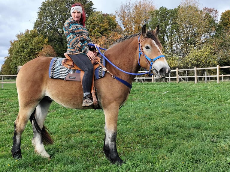 Weitere Kaltblüter Wallach 3 Jahre 168 cm Brauner in Linkenbach