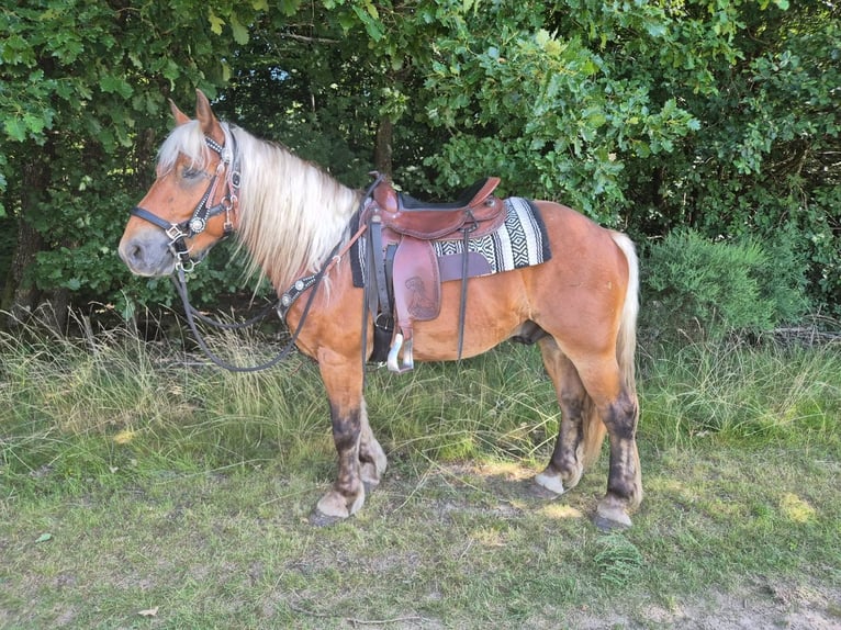 Weitere Kaltblüter Wallach 4 Jahre 152 cm Dunkelfuchs in Linkenbach