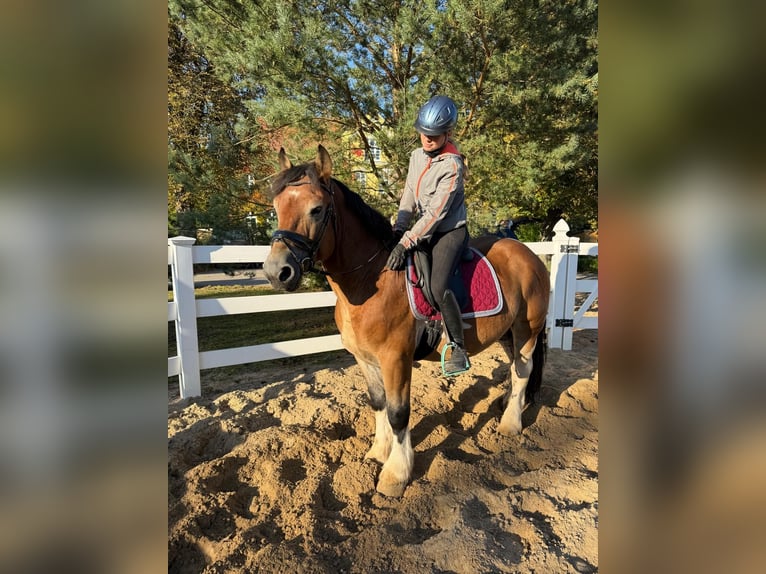 Weitere Kaltblüter Wallach 4 Jahre 153 cm Schecke in Neu Gaarz
